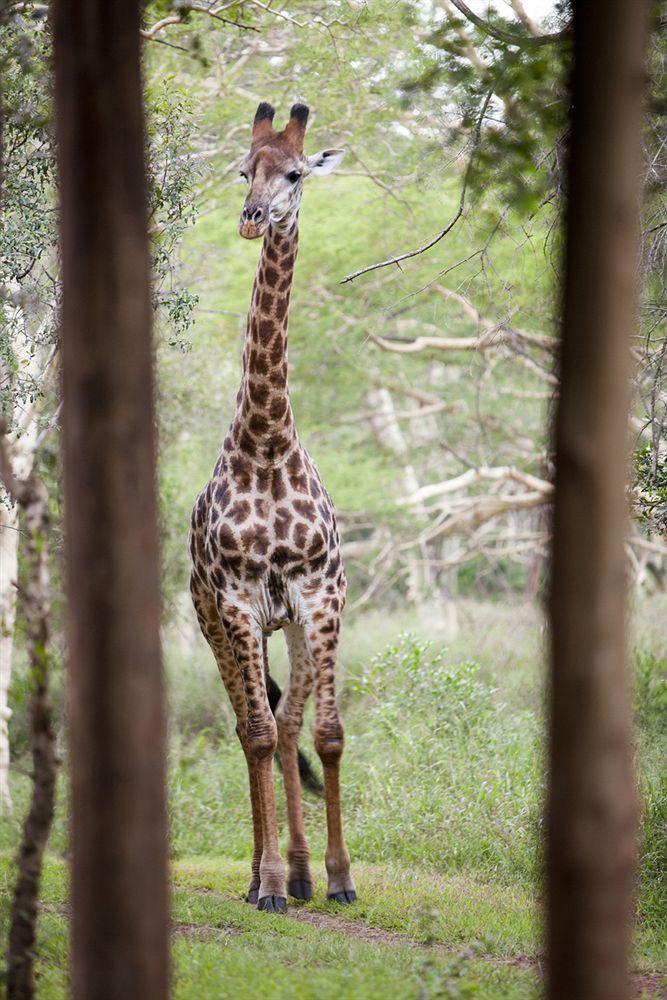 Zululand Safari Lodge Хлухлуве Екстериор снимка